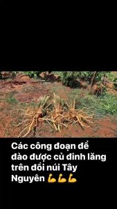 RƯỢU ĐINH LĂNG 7 NĂM TUỔI NGÂM R ượu 50 ĐỘ - 500ml 1000ml