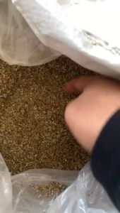 OREGANO 1 KG / Daun Oregano Kering 1 Kg / Dried Oregano Leaf 1 Kg / Oregano IMPOR TURKI