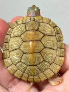 果冻变异巴西深水龟苗子4.5cm Hybino Jelly RES [Turtle Live Pet] [NO COD payment]