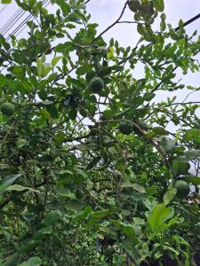 cây chúc giống.  chanh chúc loại cao từ 20cm