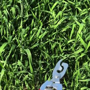 Multifunctional 2-Headed Bud-Notching Shears Pruning Shears Hand Pruner Clippers Horticultural Bud-Promoting Tool Girdling Shear
