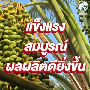 ฮิวมิกทุเรียน ฮิวมิกผง ปรับสภาพดิน แก้ดินเปรี้ยว ดินเค็ม บำรุงรากทะลวงลึก เร่งแทงรากไว ทาร์โบฮิวมิก 1 กิโลกรัม