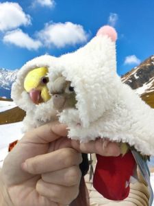 Fleece Lined Autumn Winter Parrot Clothes Outdoor Small Sunbird Anti Freezing Tiger Skin Monastic Cloak Bird Apparel