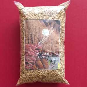 Jual benih padi huma asli paket padi ladang darat 1 kg