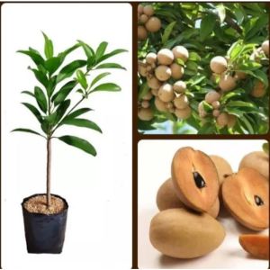 Tanaman Sawo Kecik Termurah