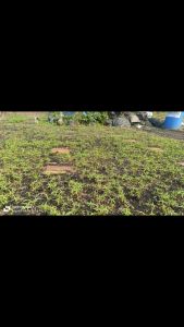 "Gói 5 Hạt " Hạt giống cây ăn trái cóc Thái lùn