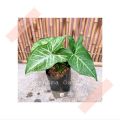(GG real plant) syngonium green star ^  podophyllum arrowhead pokok keladi hiasan rumah indoor house ps. 