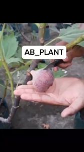 Bibit Buah Tin Ara Yordania Super Cepat Berbuah