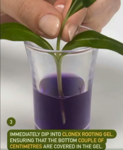 Growth Technology Clonex - Rooting Hormone Gel 300ml (Rooting Hormone Rooting Nutrient with Fungicide and Bactericide to prevent premature rotting and infection Clonex Flagship Store)