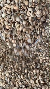 อราบิก้าตกเกรด S-35 ไม่แนะนำสำหรับการรับประทาน ไม่สวย ไม่ผ่านคุณภาพ QC เอาไปซ้อมคั่ว ทำปุ๋ย อื่น ๆ บรรจุ 1 กิโลกรัม