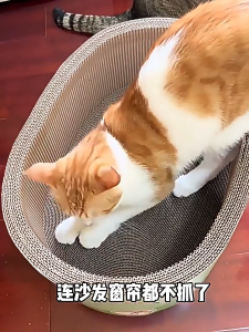 超大加深圆形抓板耐磨不掉猫咪一体猫爪四季防猫通用玩具磨爪用品