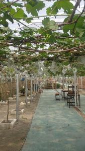 Termurah Bibit Anggur Import Ninel