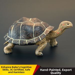 MENGSILE | Large Realistic Educational Tortoise Model