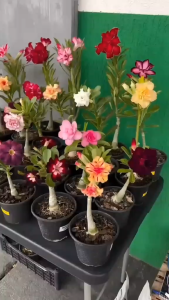 Imported adenium desert rose