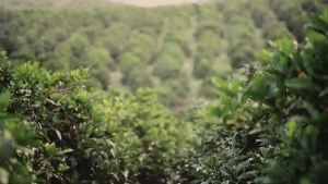 OXO Import Singapore owl Owl Coffee Strong Original Flavor Three-in-One Instand Coffee Powder Two-in-One Sucrose-Free