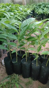 น้อยโหน่ง เพาะเมล็ด แพ็ค3ต้น99บาท