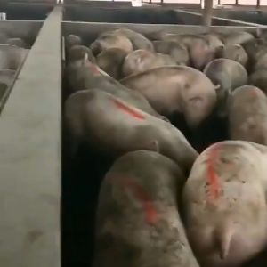 Crayon Spidol & Hewan Animal Marking: Panduan Lengkap