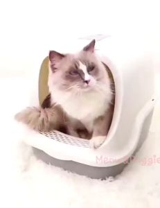 Tofu Cat Litter 6L Cat Sand Pasir Kucing 6L Kucing Cat Toilet Natural Tofu Cat Litter Pet Flushable Clumping Cat Litter