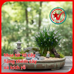 Cây giống Mạch Môn thảo dược quý cho gia đình bạn