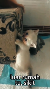 NEWBORN Goat Milk Newborn Kitten Premium Baby Milk Newborn Kitten Milk Goat Milk