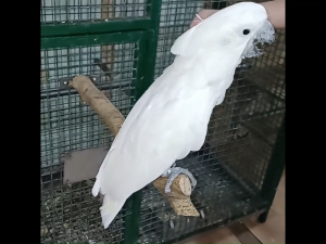 Magnifica Wood Perch for Large Parrots Natural Wood Perch