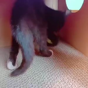 Mainan Kucing Bola Berbunyi & Lonceng Murah Gratis Ongkir: Mainan Kitten Bola Warna-warni