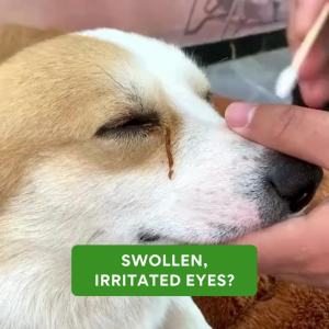 Petcher Eye Cleanser 100ml Anti-Inflammatory Eye Wash and Tear Stain Remover Eye Care Drops for Pets