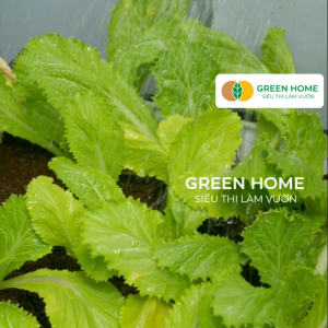 Bình Tưới Cây GreenHome Dudaco 2 Lít Thân Bình Dày Phun Xa 2 Chế Độ Bơm Nhẹ Tay Bình Tưới Cây Phun Sương Bền Đẹp