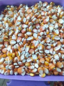 jual jagung kering   hasil pilihan buat pakan burung dan ayam  1 kg 12000
