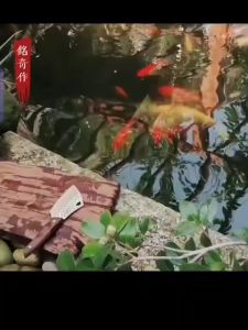 Small fish kitchen knife small fish slaughter fish knife sharp stainless steel fish kill