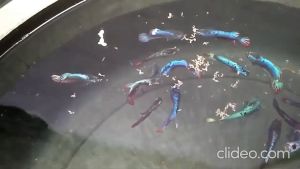 SUPER REAL Baby Shrimp 500 gr - Makanan Ikan Udang Berkualitas Tinggi