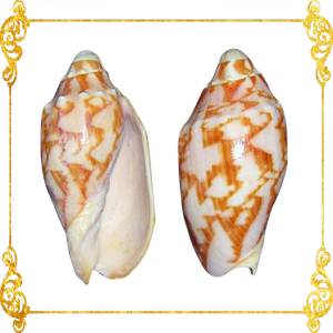 Vespertillo | Princely Volute | Orange | 2 - 3 Inches