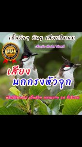 เสียงนกกรงหัวจุกเบิ้ลช้าๆชัดๆ เสียงฝึกนก USBแฟลชไดร์ฟเสียงฝึกนก เสียงดี ชัด100% ไม่มีโฆษณาแทรก (MP3 เสียงสัตว์)