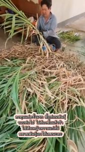 ต้นหญ้าหวานอิสราเอล ท่อนพันธุ์หญ้าสำหรับปลูก150ท่อน