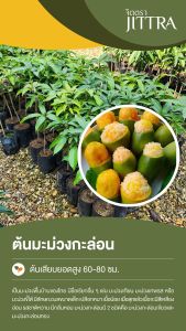 จิตตรา ต้นพันธุ์มะม่วงกะล่อนโบราณ เสียบยอดสูง 60-80 cm ปลูกปีเดียวติดลูก พร้อมส่ง เครมฟรี ต้นพันธุ์ผลไม้ ต้นเตี้ย ผลดก