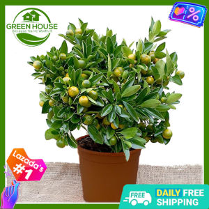 Green House® - Bonsai Kalamansi Seeds for Planting Vegetable Plants (10 Seed) incl. Planting Instruction for Calamansi