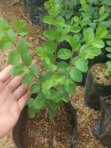 Sale! Tanaman Bidara Arab Pohon Bidara  100%ORIGINAL