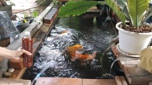 จุลินทรีย์สังเคราะห์แสง ชีวภาพแท้ ชุดประหยัด ราคาถูก สุดคุ้ม ราคาพิเศษเฉพาะเดือนนี้เท่านั้น