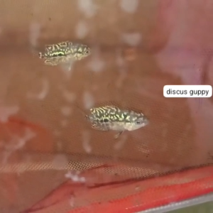 LOUHAN KAMFA BAHAN SIZE 1INCH GEN IMPOR THAILAND - Enhanced Edition