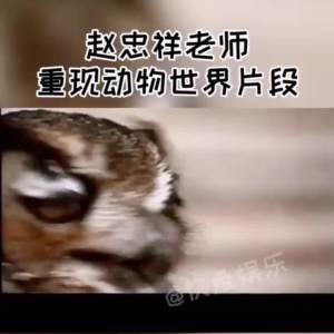 动物世界海底世界纪录片u盘高清视频看戏机车载优盘U盘赵忠祥USBAnimal World Underwater World Documentary USB HD Video Watching Machine Car USB USB Zhao Zhongxiang