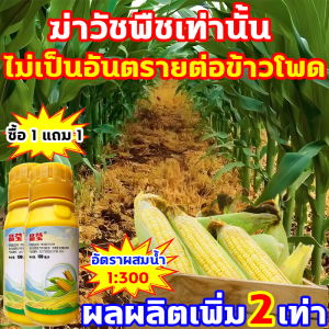 ใช้1ครั้ง นาข้าวโพด10 ปีไม่มีวัชพืช ยาฆ่าหญ้าข้าวโพด 100ML ซื้อ1แถม1 เข้มข้นสุด นิโคซัลฟูรอน4%+อาทราซีน20% ยาฆ่าหญ้าข้าวโพด ฆ่าวัชพืชเท่านั้น ไม่เป็นอันตรายต่อข้าวโพด ยาฆ่าหญ้าไร่ข้าวโพด ผลผลิตเพิ่ม2เท่า ฆ่าหญ้าข้าวโพด ยาฉีดหญ้าข้าวโพด