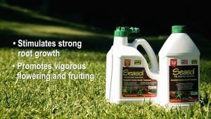 Seasol 1.0L Concentrate Seasol Seaweed Seasol Extract - Lazada