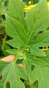 Daun Insulin Herbal Segar Kipait Paitan Fresh Yakon Obat Ampuh Diabetes