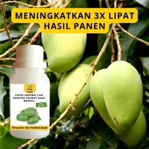 Pupuk Booster Mangga Cair: Cara Memaksimalkan Hasil Panen