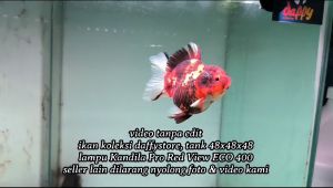 Kandila Pro Red View ECO ULTRA + UVA UVB semua ukuran lampu akuarium lampu view