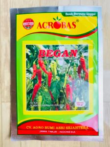 Benih unggul cabe kecil putih gantung BEGAN kemasan 10gram dari AGROBAS