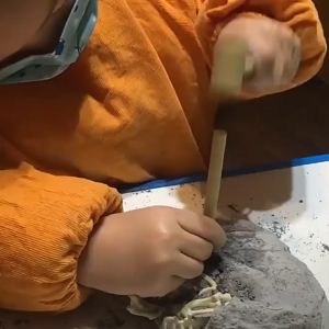 Dinosaur Fossil/ Dino Fossils/ Archaeology Jurassic/ Dino Excavating Toys/ 考古挖掘玩具恐龙化石宝石琥珀/ 儿童手工DIY制作挖/ Fosil Dinosaur