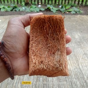 Sabut Kelapa Spons Penggosok PiringWajan Tradisional Tebas Kerak Bandel Murah Juga Ramah Lingkungan
