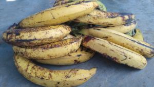 pisang tanduk madu asli cianjur selatan 1kg
