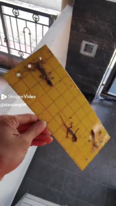 Geckos have completely disappeared! perangkap cicak paling berkesan Odor Free Gecko Trap Selamat Untuk Rumah lizard trap glue Multi‑Scene Lizard Capture Trap pelekat cicak lizard glue trap perangkap lipas dan cicak